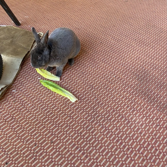 🐰🐈‍⬛🥬🪴Pets eatting + playing 
June 2022 from Arizona Update 2025🥳💝 - Picture 3 of 13